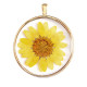 Pendant with dried flowers 35mm - Gold-yellow